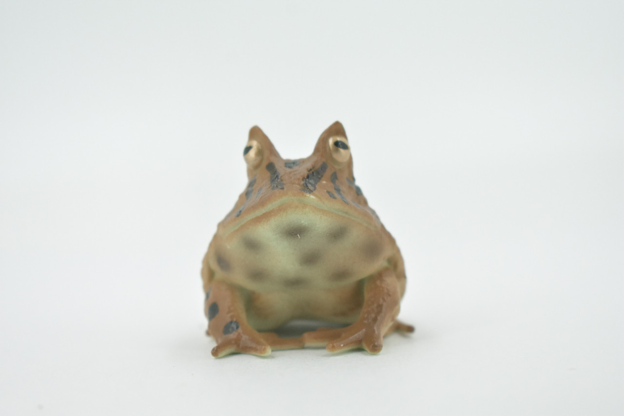 Frog, Horned Frog, Leptodactylidae, Museum Quality, Hand Painted, Rubber, Realistic Figure, Model, Replica, Toy, Kids, Educational, Gift,    2 1/2"   CH542 BB159