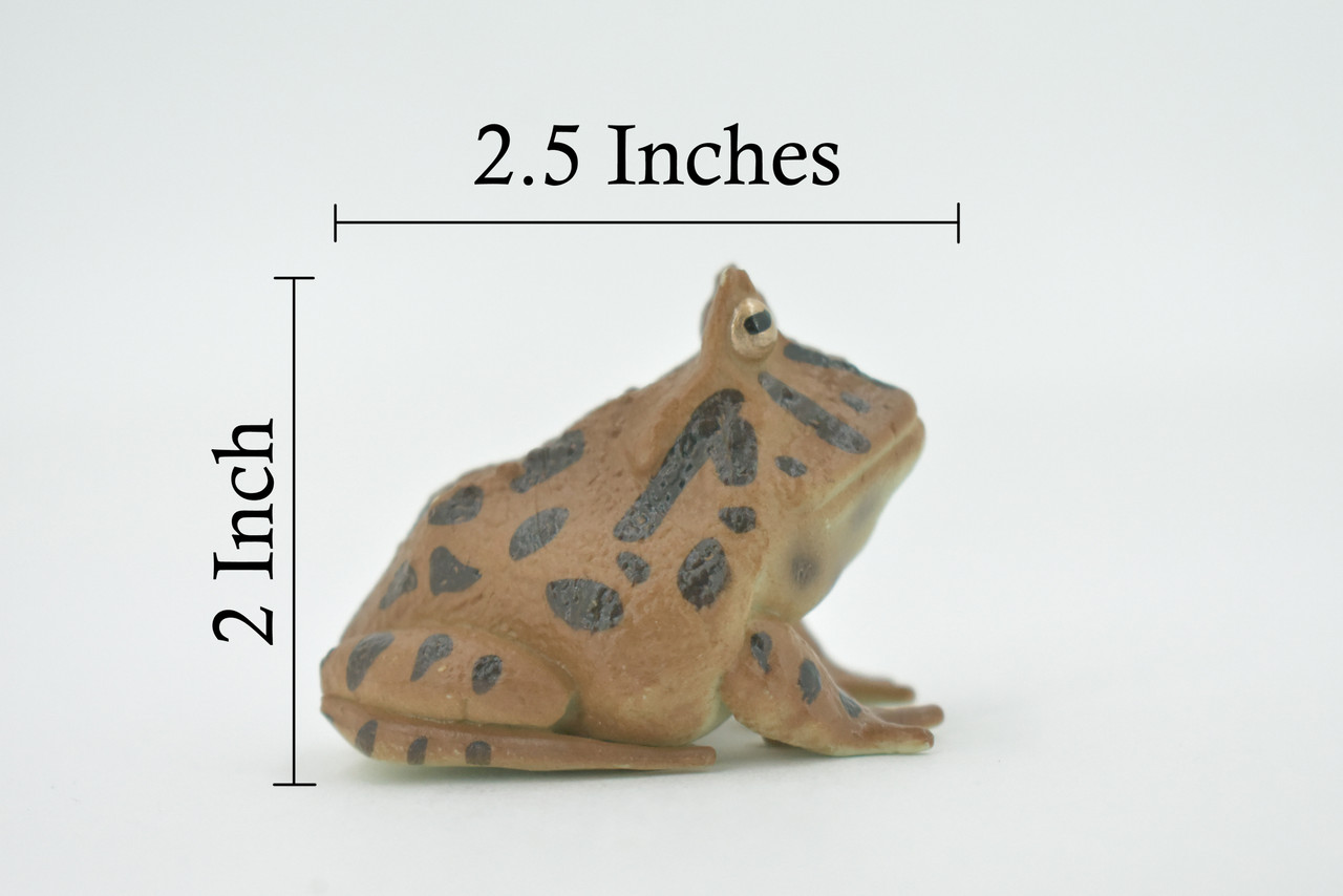 Frog, Horned Frog, Leptodactylidae, Museum Quality, Hand Painted, Rubber, Realistic Figure, Model, Replica, Toy, Kids, Educational, Gift,    2 1/2"   CH542 BB159