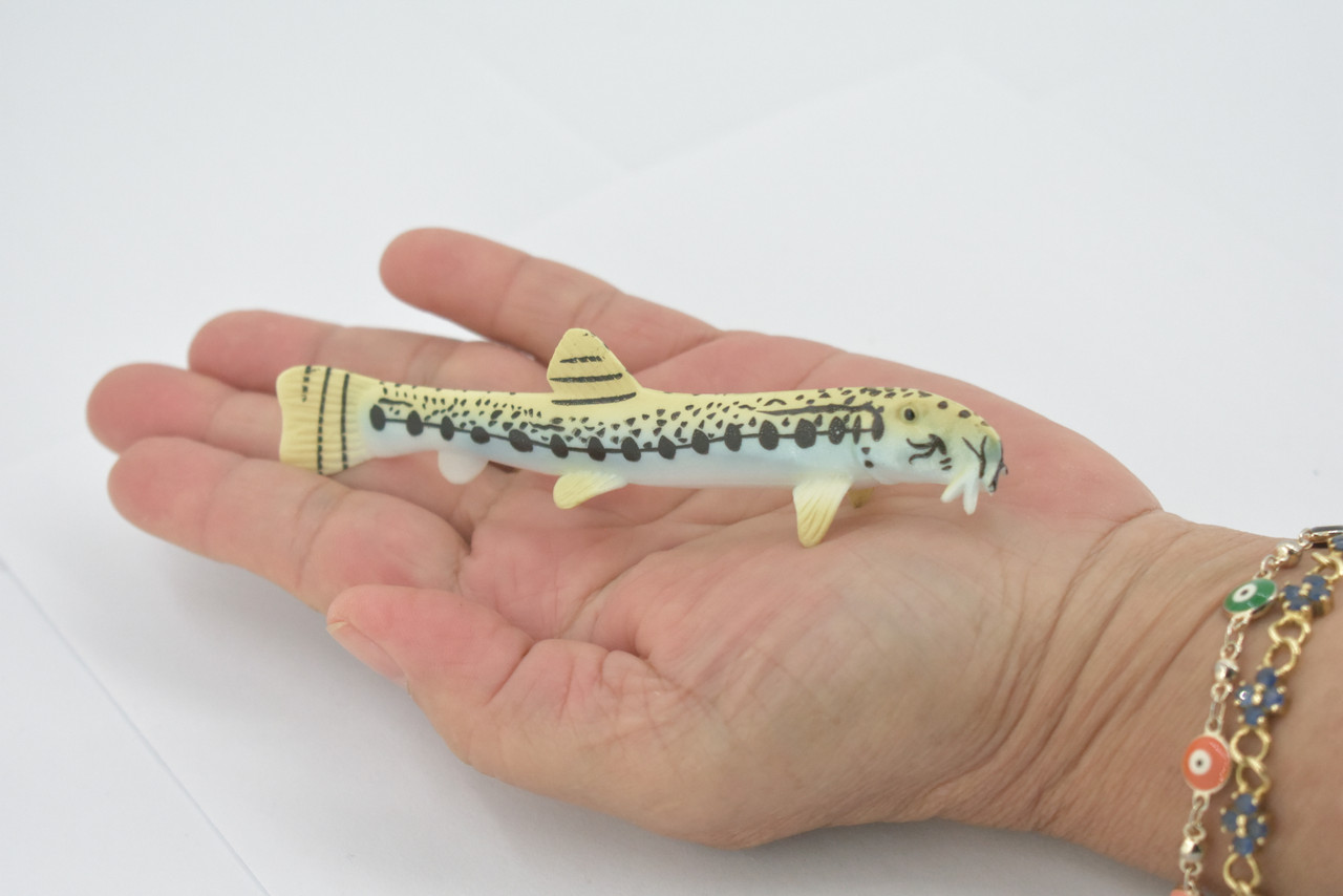 Fish, Spiny Loach, Spined, Spotted, Museum Quality, Hand Painted, Rubber, Realistic Figure, Model, Replica, Toy, Kids, Educational, Gift,   4 1/2"   CH544 BB159