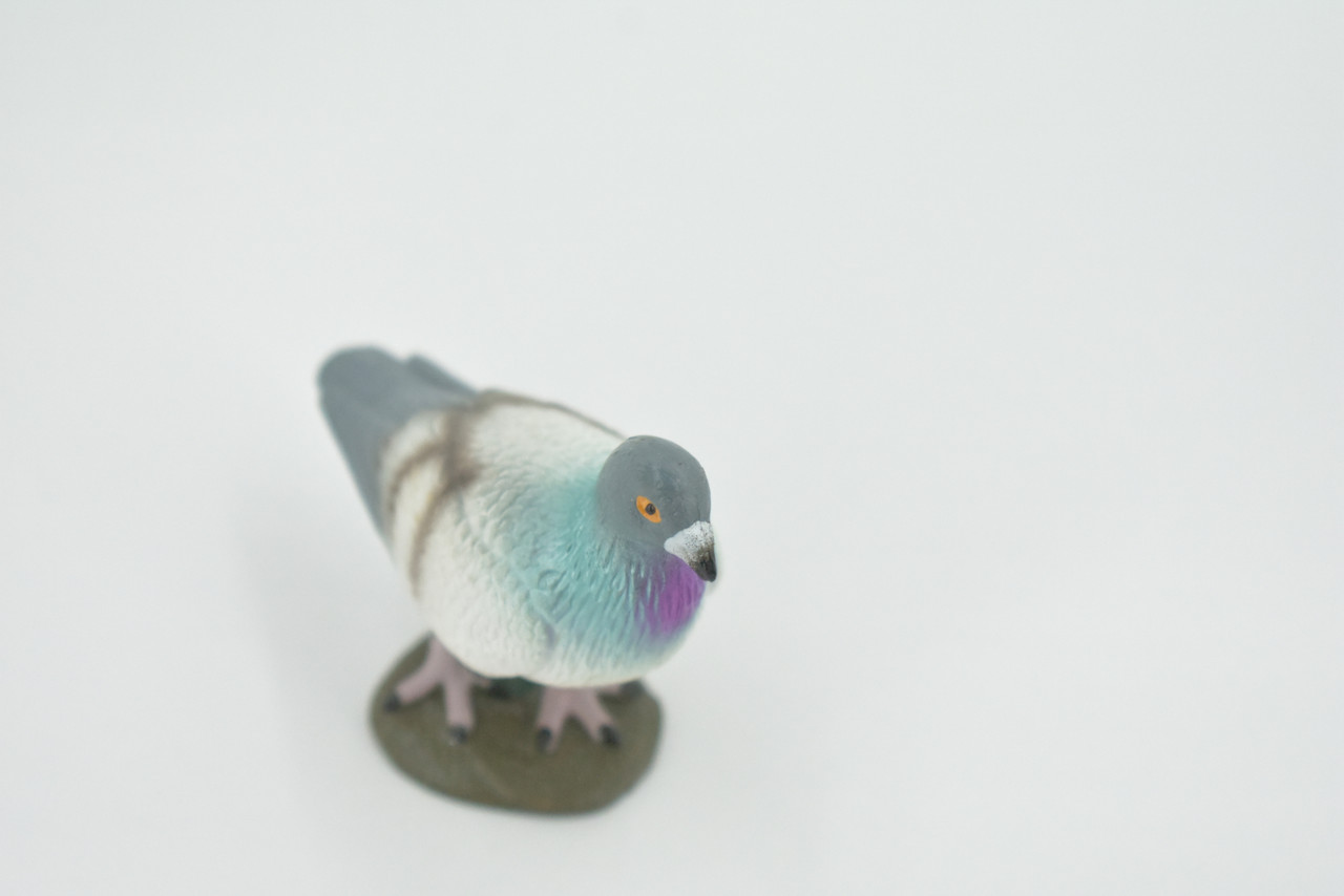 Pigeon, Rock Dove, Columba, Museum Quality, Hand Painted, Rubber, Bird, Realistic, Figure, Model, Replica, Toy, Kids, Educational, Gift,     2 1/2"      CH554 BB161