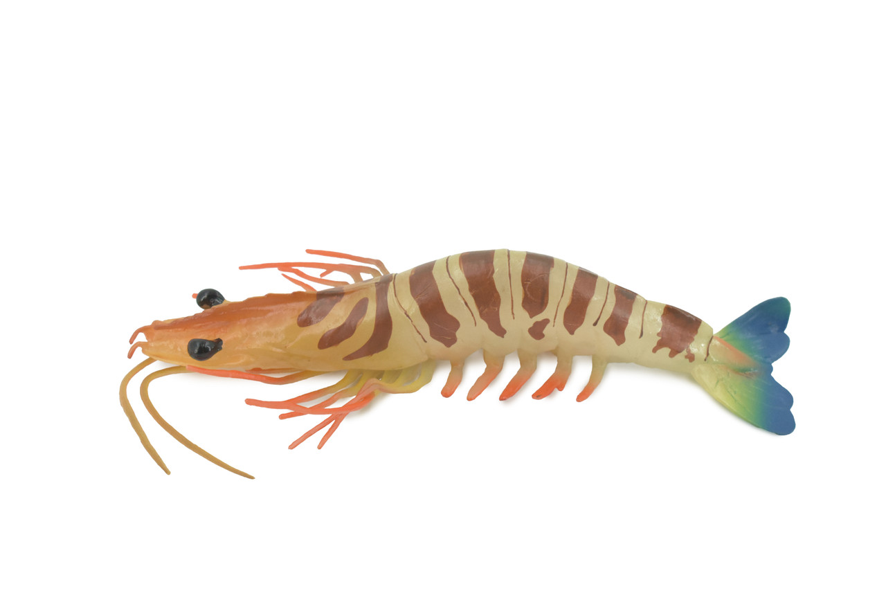 Shrimp, Prawn, Tiger Shrimp, Museum Quality, Hand Painted, Rubber