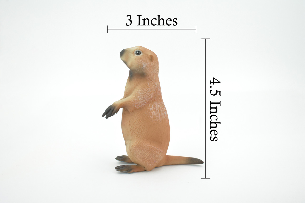 Marmot, Ground Squirrels, Marmota, Museum Quality, Hand Painted, Rubber Mammal, Realistic Toy Figure, Replica, Kids, Educational, Gift,     4 1/2"    CH559 BB161