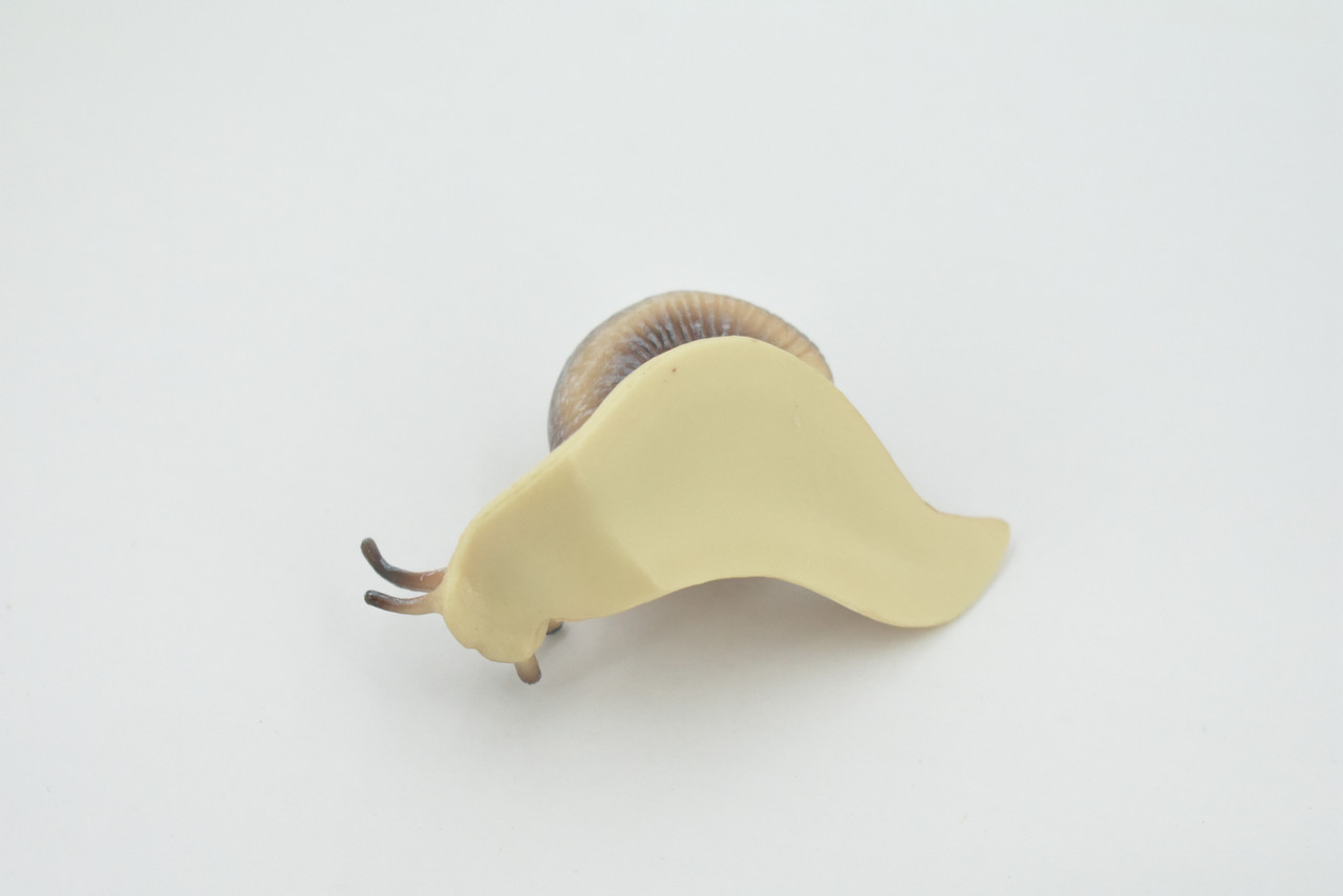 Snail, Land, Shelled Gastropod, Museum Quality, Rubber, Snail, Educational, Realistic, Hand Painted, Figure, Lifelike, Toy, Kids, Replica, Gift,    3 1/2"     CH570 BB162