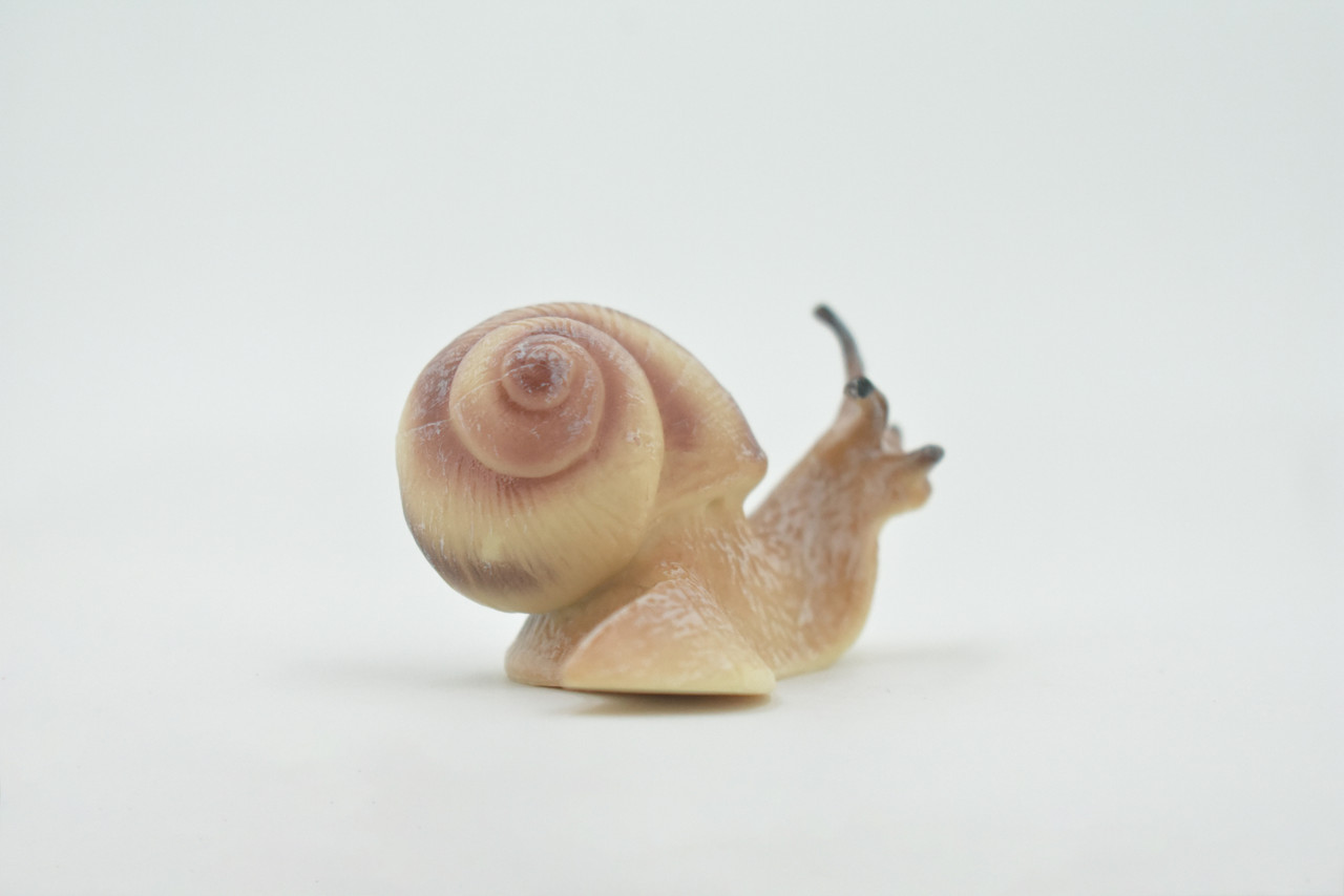 Snail, Land, Shelled Gastropod, Museum Quality, Rubber, Snail, Educational, Realistic, Hand Painted, Figure, Lifelike, Toy, Kids, Replica, Gift,    3 1/2"     CH570 BB162