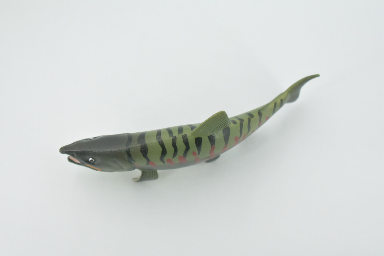 Chum Salmon, Spawning, Museum Quality, Rubber Fish, Educational, Realistic, Hand Painted, Figure, Lifelike, Toy, Kids, Replica, Gift,      5 1/2"     CH573 BB162