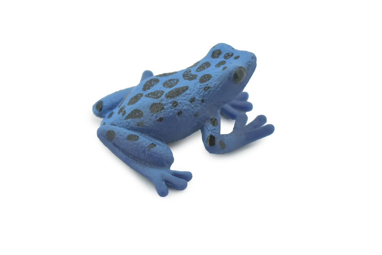 Frog, Blue and Black Poison Dart Frog, Museum Quality, Hand