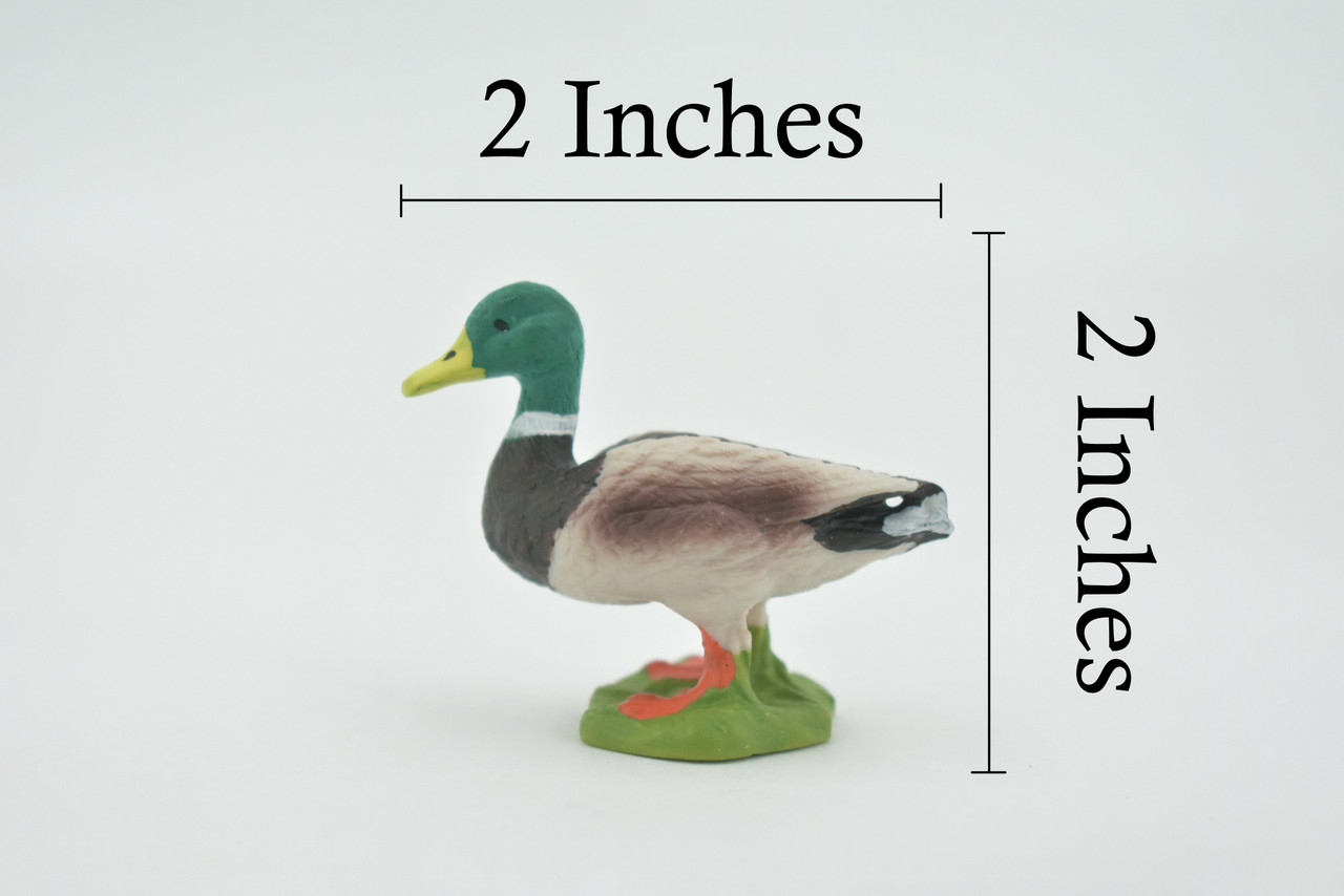 Bird, Duck, Mallard, Drake, Male, Museum Quality, Hand Painted, Rubber, Realistic, Figure, Toy, Kids, Educational, Gift,      2"    CH588 BB164   