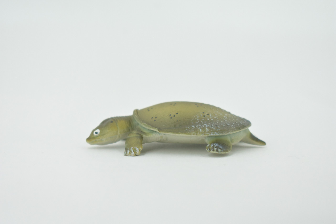 Turtle, Softshell Turtle, Chinese, Museum Quality, Hand Painted, Rubber Reptile, Realistic Toy Figure, Model, Replica, Kids, Educational, Gift,     2"    CH594 BB164