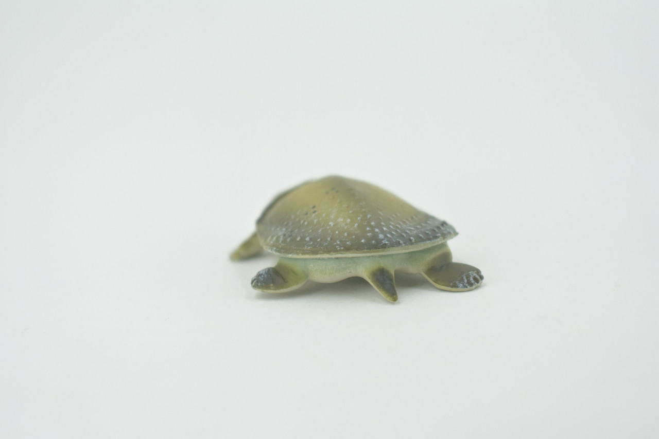 Turtle, Softshell Turtle, Chinese, Museum Quality, Hand Painted, Rubber Reptile, Realistic Toy Figure, Model, Replica, Kids, Educational, Gift,     2"    CH594 BB164