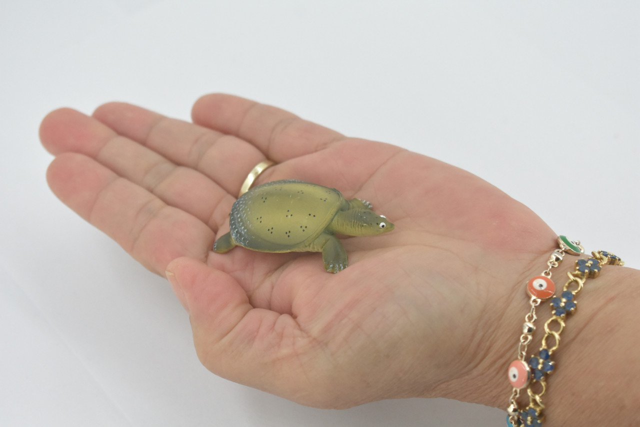 Turtle, Softshell Turtle, Chinese, Museum Quality, Hand Painted, Rubber Reptile, Realistic Toy Figure, Model, Replica, Kids, Educational, Gift,     2"    CH594 BB164