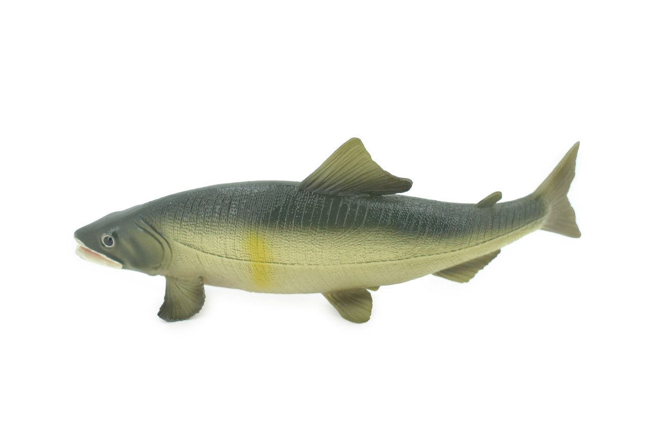 Fish, Sweetfish, Japan, Museum Quality, Hand Painted, Rubber Animal, Realistic, Toy, Figure, Model, Replica, Kids, Educational, Gift,    6 1/2"    CH601 BB165