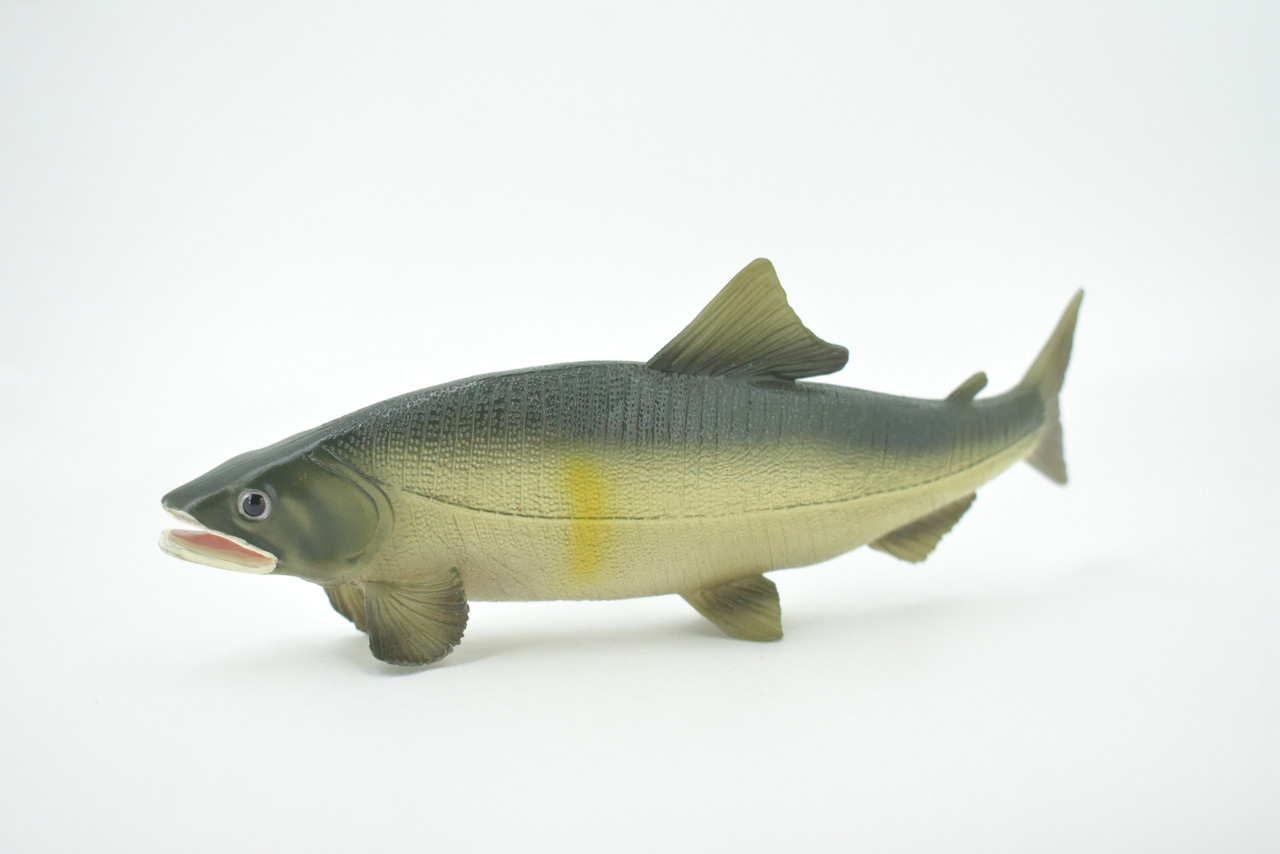 Fish, Sweetfish, Japan, Museum Quality, Hand Painted, Rubber Animal, Realistic, Toy, Figure, Model, Replica, Kids, Educational, Gift,    6 1/2"    CH601 BB165