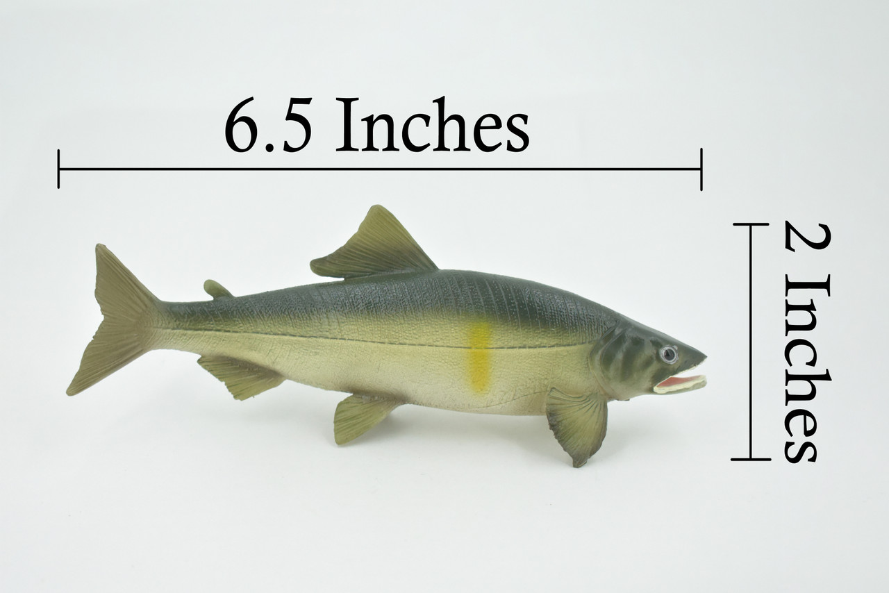 Fish, Sweetfish, Japan, Museum Quality, Hand Painted, Rubber Animal, Realistic, Toy, Figure, Model, Replica, Kids, Educational, Gift,    6 1/2"    CH601 BB165