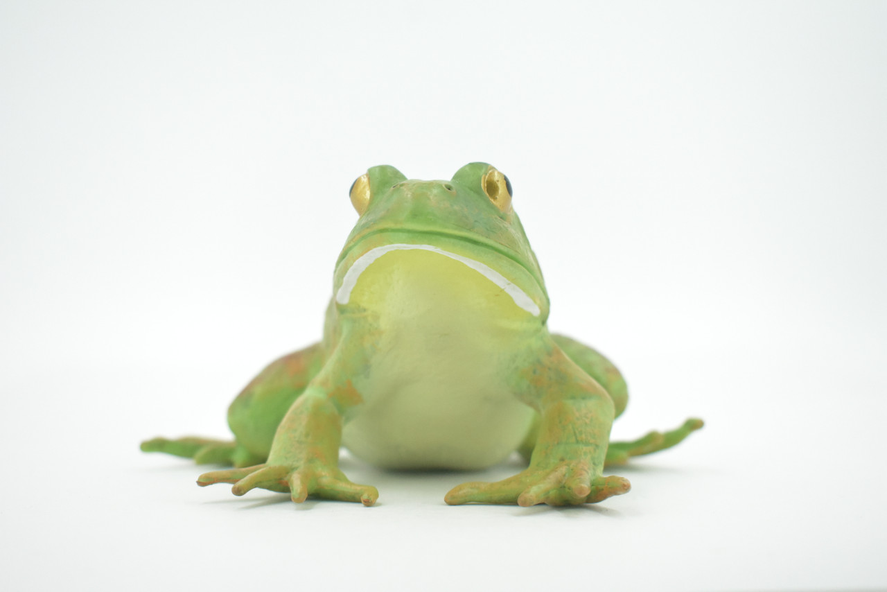 Frog, Bullfrog, Green, Museum Quality, Hand Painted, Rubber, Asia, Animal, Realistic, Figure, Model, Replica, Toy, Kids, Educational, Gift,      5"       CH605 BB165