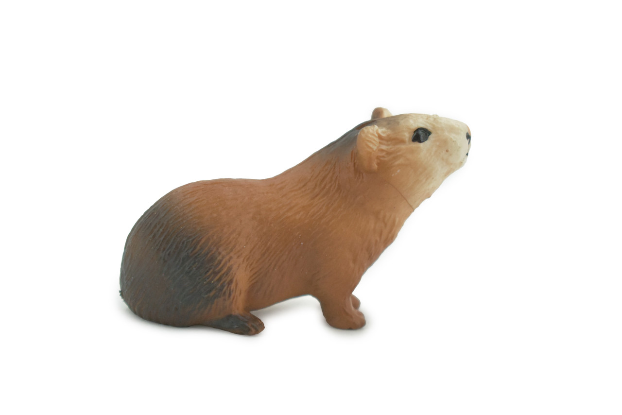 Guinea Pig, Domesticated Rodent, High Quality, Rubber Animal, Hand Painted, Realistic, Toy, Figure, Model, Replica, Kids, Educational, Gift,       2 "     CH616 BB167
