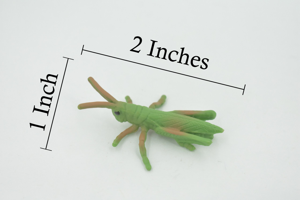 Grasshopper, Acrida, Acrididae, High Quality, Rubber Insect, Hand Painted, Realistic, Toy, Figure, Model, Replica, Kids, Educational, Gift,       2 "     CH619 BB167