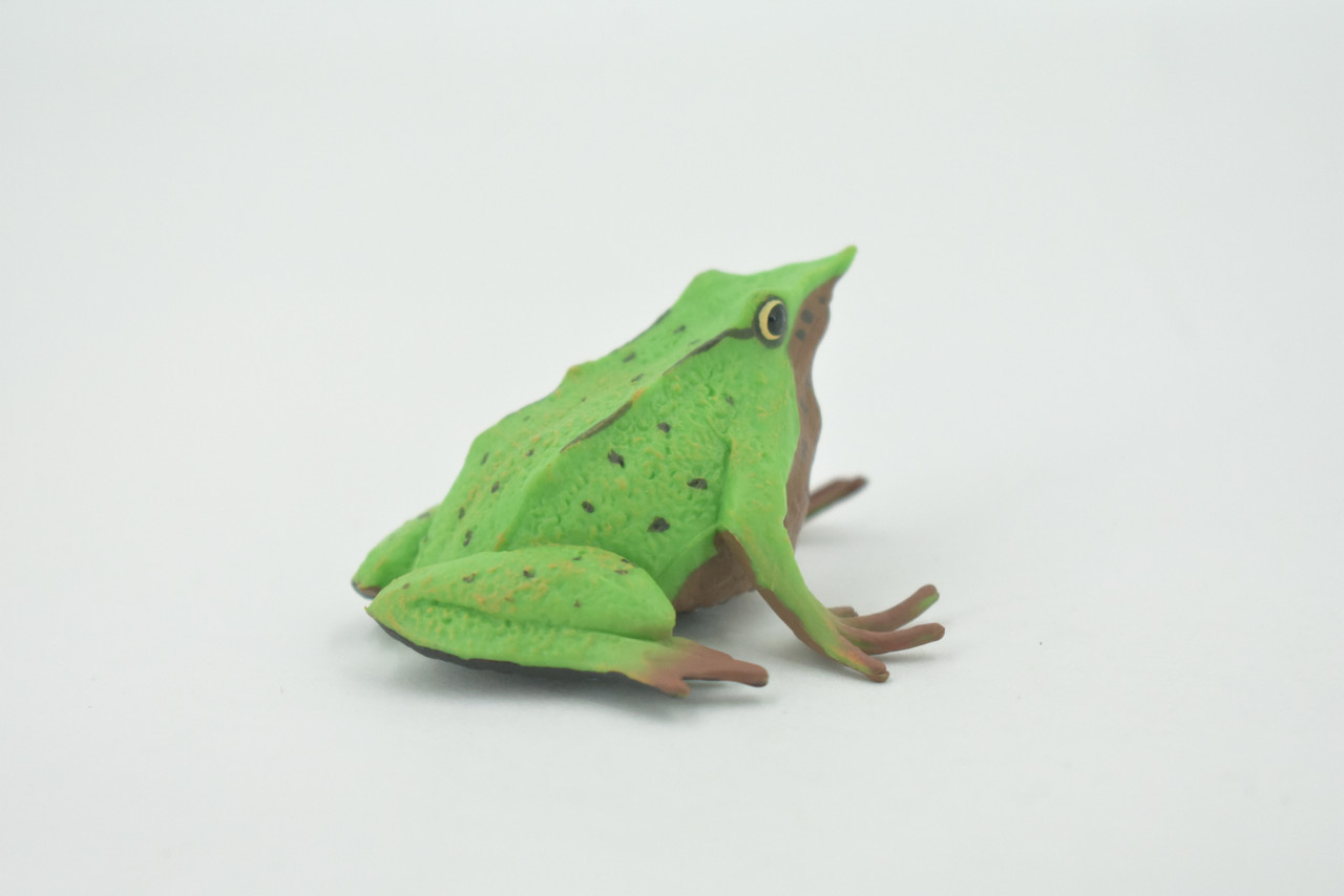 Frog, Darwin’s frog, Museum Quality, Hand Painted, Rubber Amphibian, Educational, Realistic, Figure, Model, Replica, Toy, Kids, Educational, Gift,    4"     CH635 BB168