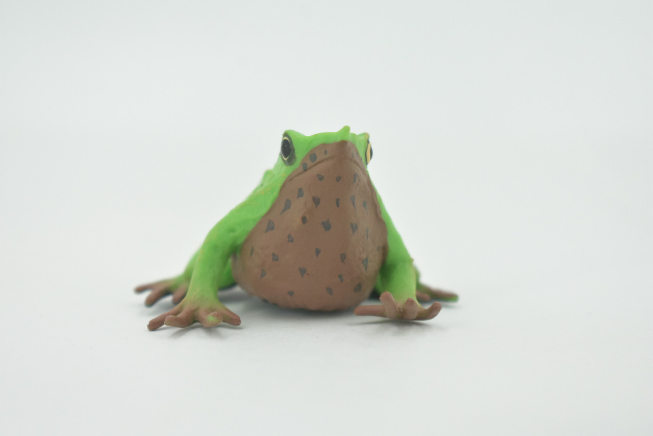 Frog, Darwin’s frog, Museum Quality, Hand Painted, Rubber Amphibian, Educational, Realistic, Figure, Model, Replica, Toy, Kids, Educational, Gift,    4"     CH635 BB168