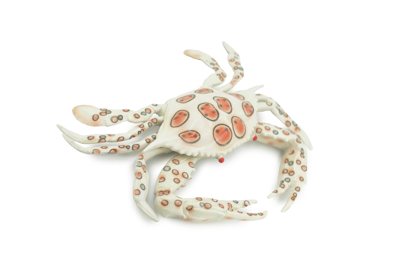 Crab, Calico, Spotted Leopard crab, Crustacean, Museum Quality, Hand Painted, Realistic, Rubber, Figure, Model, Toy, Kids, Educational, Gift,      8"      CH674 BB171