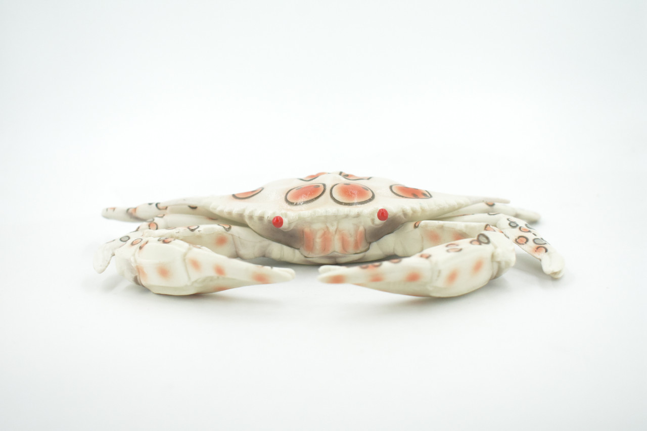 Crab, Calico, Spotted Leopard crab, Crustacean, Museum Quality, Hand Painted, Realistic, Rubber, Figure, Model, Toy, Kids, Educational, Gift,      8"      CH674 BB171