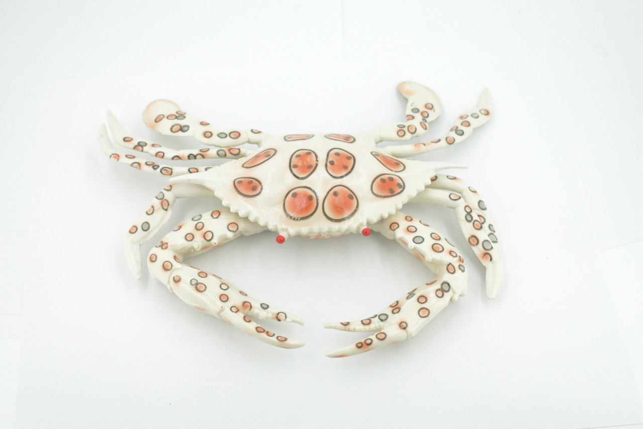 Crab, Calico, Spotted Leopard crab, Crustacean, Museum Quality, Hand Painted, Realistic, Rubber, Figure, Model, Toy, Kids, Educational, Gift,      8"      CH674 BB171