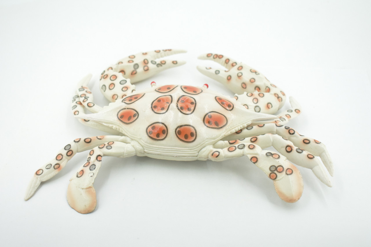 Crab, Calico, Spotted Leopard crab, Crustacean, Museum Quality, Hand Painted, Realistic, Rubber, Figure, Model, Toy, Kids, Educational, Gift,      8"      CH674 BB171