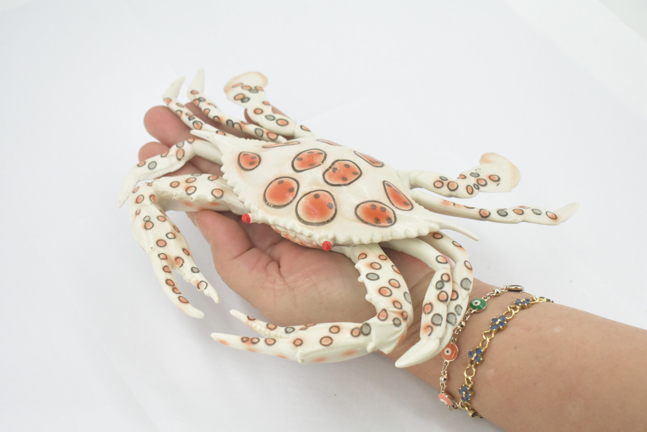 Crab, Calico, Spotted Leopard crab, Crustacean, Museum Quality, Hand Painted, Realistic, Rubber, Figure, Model, Toy, Kids, Educational, Gift,      8"      CH674 BB171