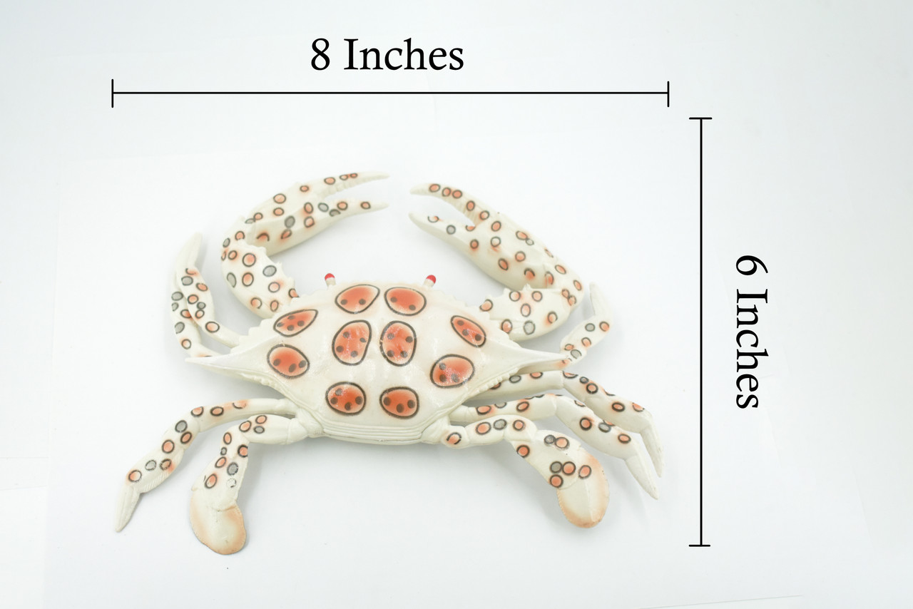 Crab, Calico, Spotted Leopard crab, Crustacean, Museum Quality, Hand Painted, Realistic, Rubber, Figure, Model, Toy, Kids, Educational, Gift,      8"      CH674 BB171