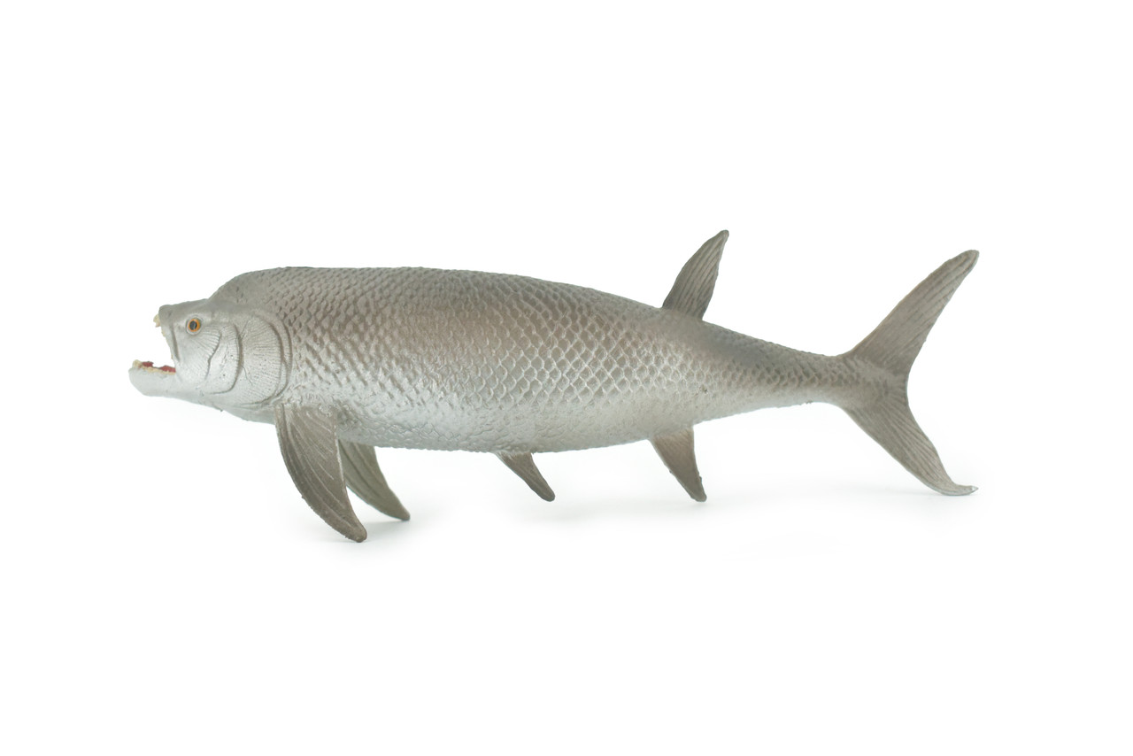 Xiphactinus, Extinct Fish, Fanged Tarpon, Museum Quality, Hand Painted, Rubber Fish, Educational, Realistic, Lifelike, Figurine, Toy, Kids, Gift,      6"    CH685 BB172