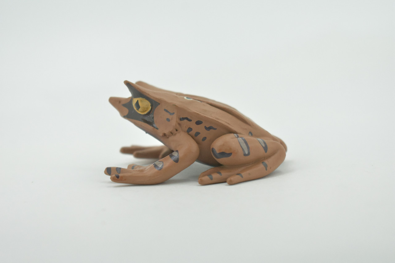 Toad, Perak Horned Frog, Megophrys aceras, Amphibians, Museum Quality, Hand Painted, Rubber, Educational, Realistic, Lifelike, Toy, Kids, Gift,    2 1/2"    CH687 BB172 