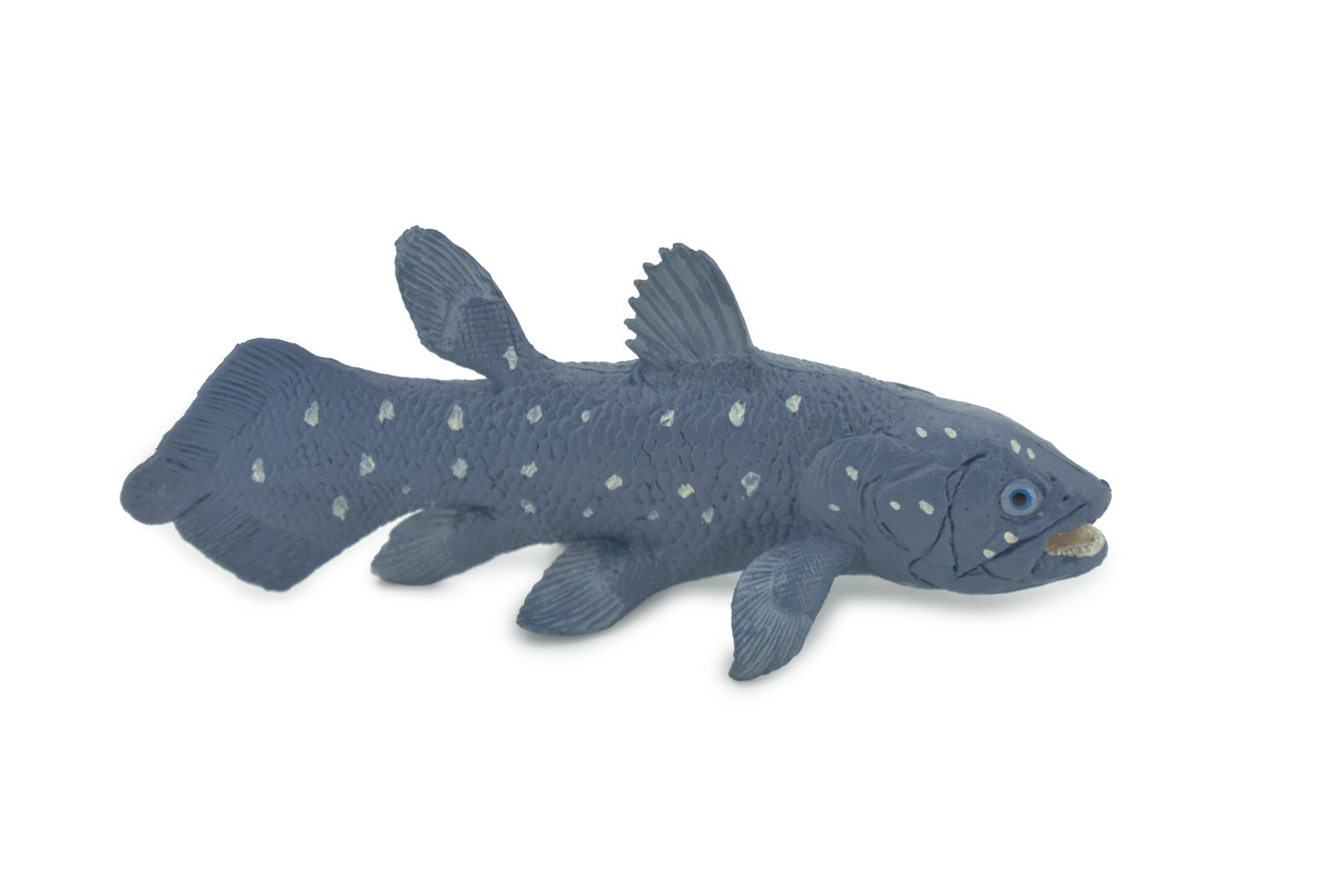 Coelacanths, Extinct Fish, Cretaceous Period, Museum Quality, Hand Painted, Rubber, Educational, Realistic, Lifelike, Toy, Kids, Gift,       5 1/2"     CH688 BB173