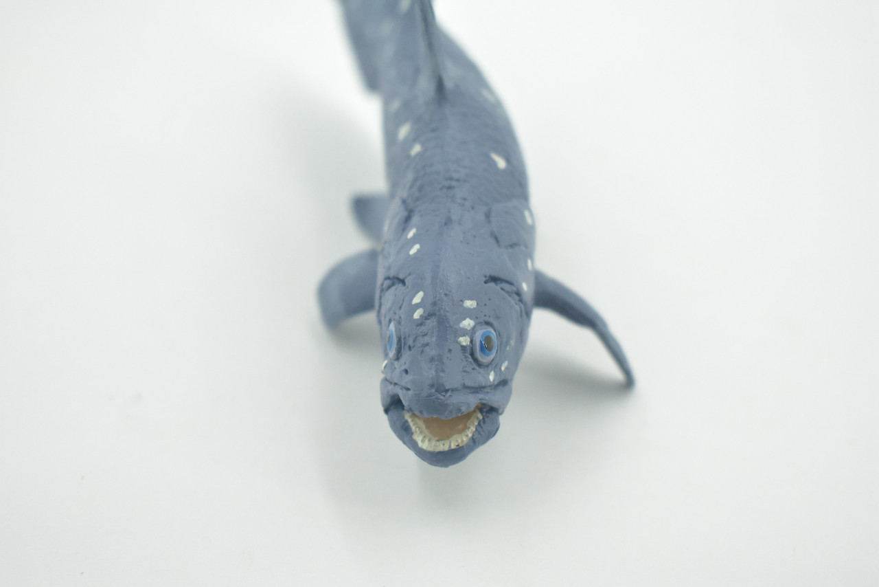 Coelacanths, Extinct Fish, Cretaceous Period, Museum Quality, Hand Painted, Rubber, Educational, Realistic, Lifelike, Toy, Kids, Gift,       5 1/2"     CH688 BB173