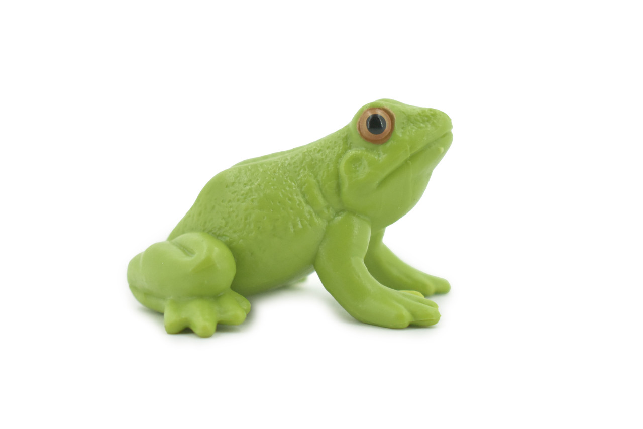 Frog, American Green Garden frog, Amphibians, Museum Quality, Hand Painted, Rubber, Educational, Realistic, Lifelike, Toy, Kids, Gift,       2 1/2"     CH689 BB173