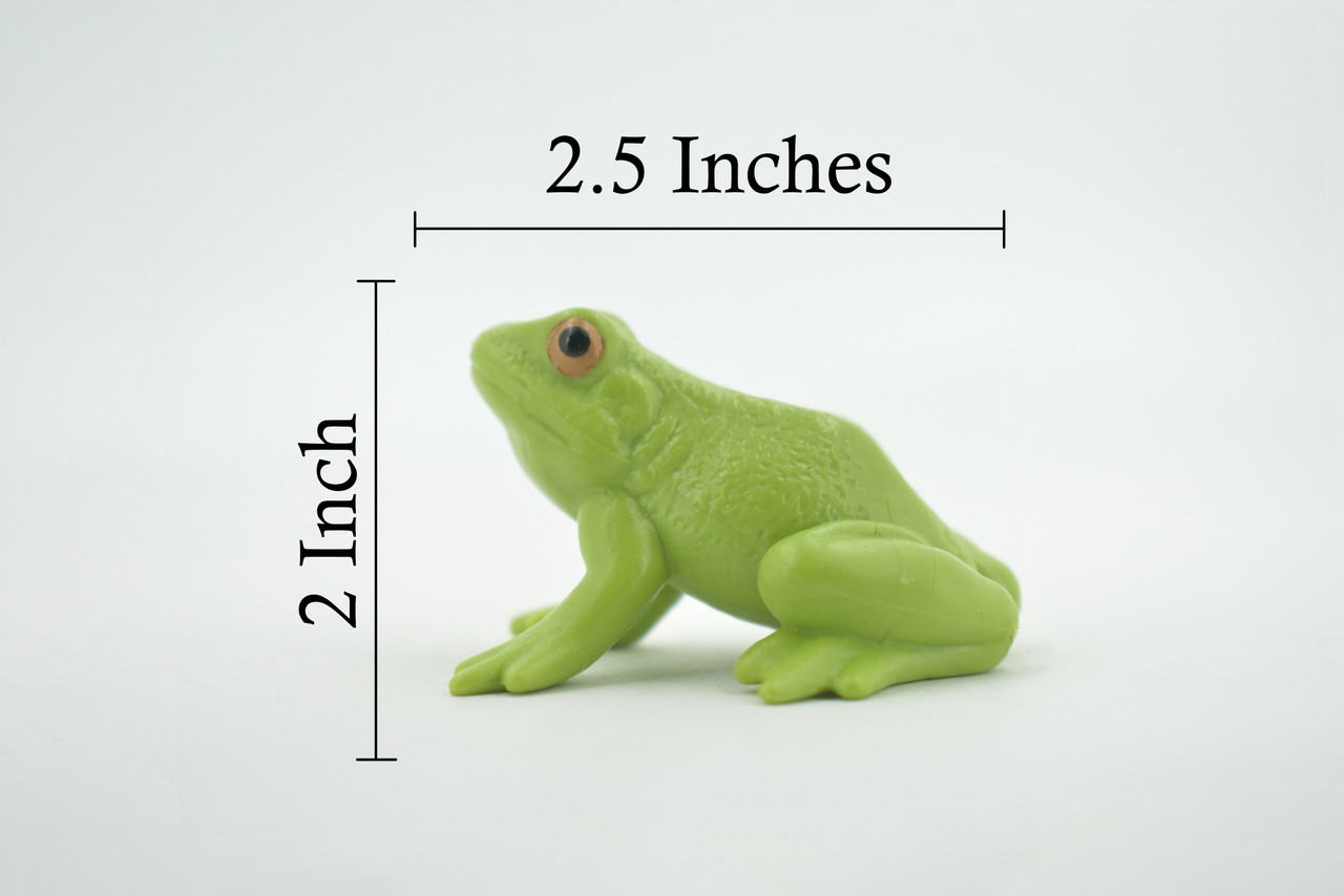 Frog, American Green Garden frog, Amphibians, Museum Quality, Hand Painted, Rubber, Educational, Realistic, Lifelike, Toy, Kids, Gift,       2 1/2"     CH689 BB173