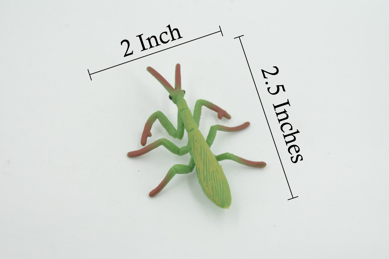 Praying Mantis, Mantidae, High Quality, Hand Painted, Rubber Insect, Realistic, Toy Figure, Model, Replica, Kids, Educational, Gift,       2 1/2"      CH697 BB174