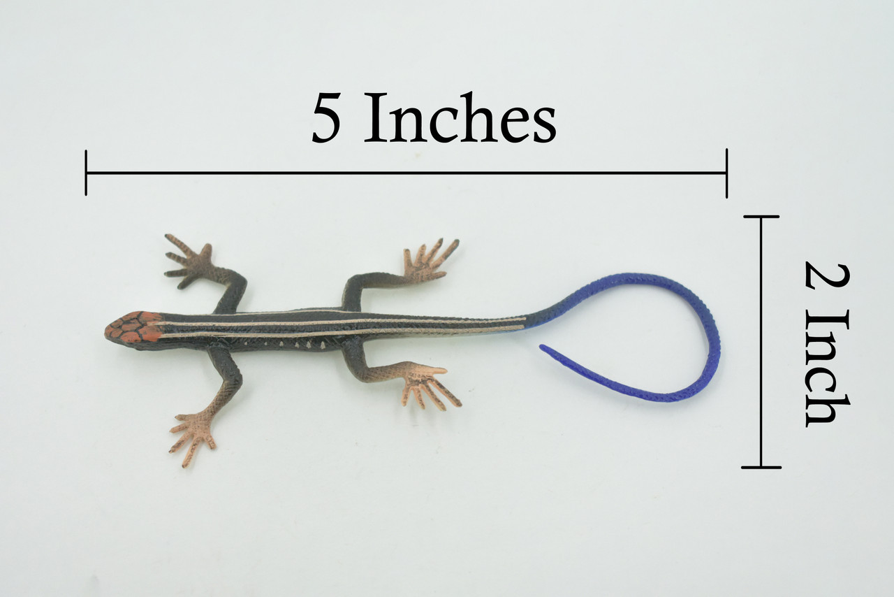 Lizard, Western skink, American five-lined Skink, Museum Quality, Rubber Reptile, Hand Painted, Realistic,  Replica, Toy, Kids, Educational, Gift,     5"     CH699 BB174 