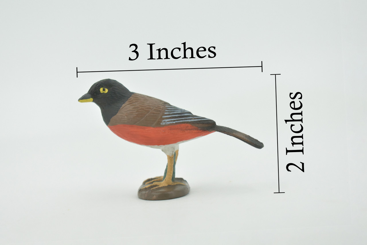 Bird, American robin, Museum Quality, Hand Painted, Rubber, Realistic, Figure, Model, Replica, Toy, Kids, Educational, Gift,        3"        CH717 BB174 