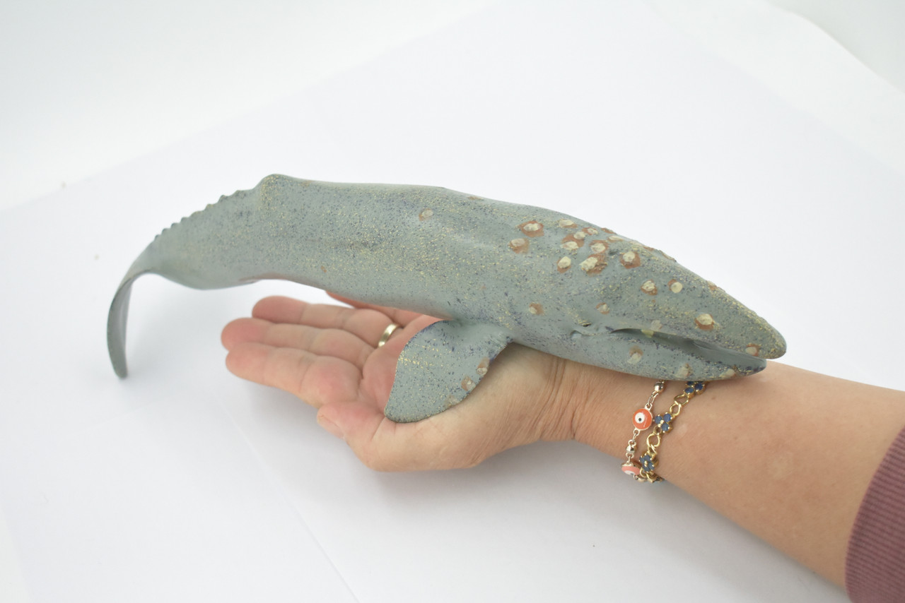 Gray Whale, Cetaceans, Grey Whale, Museum Quality, Hand Painted, Rubber, Realistic, Figure, Model, Replica, Toy, Kids, Educational, Gift,       12"        CH718 BB175  