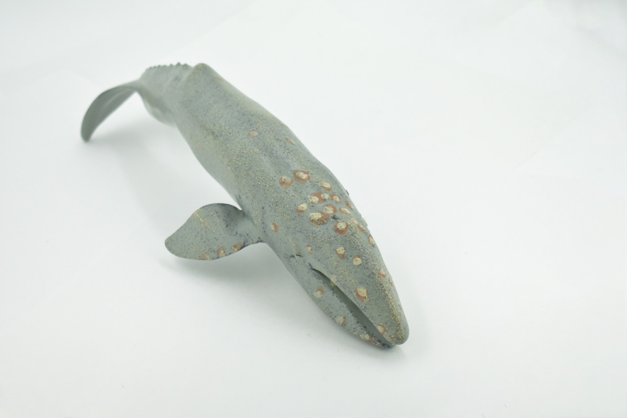 Gray Whale, Cetaceans, Grey Whale, Museum Quality, Hand Painted, Rubber, Realistic, Figure, Model, Replica, Toy, Kids, Educational, Gift,       12"        CH718 BB175  