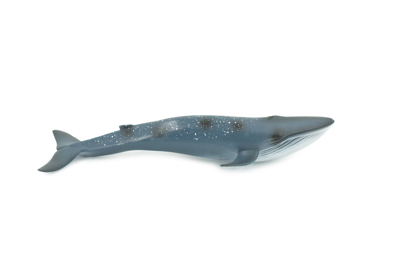 Whale, Blue Whale, Cetaceans, Marine Mammal, Hand Painted, Museum Quality, Rubber, Realistic Toy Figure, Model, Educational, Gift,       8"     CH719 BB175 