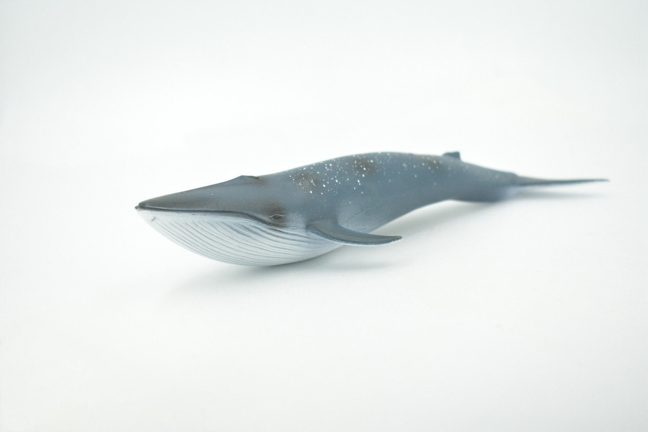 Whale, Blue Whale, Cetaceans, Marine Mammal, Hand Painted, Museum Quality, Rubber, Realistic Toy Figure, Model, Educational, Gift,       8"     CH719 BB175 