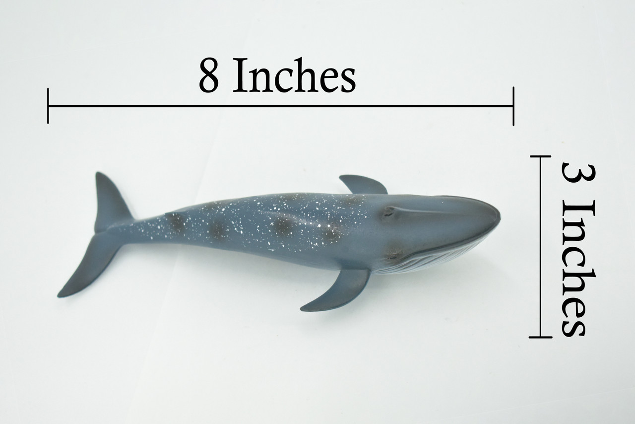 Whale, Blue Whale, Cetaceans, Marine Mammal, Hand Painted, Museum Quality, Rubber, Realistic Toy Figure, Model, Educational, Gift,       8"     CH719 BB175 