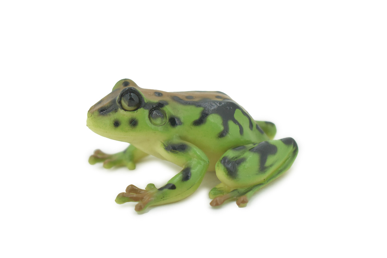 Frog, Amphibians, Green & Brown, High Quality, Hand Painted, Rubber, Realistic, Model, Replica, Toy, Kids, Educational, Gift,      2 1/2"     RI30 B177  