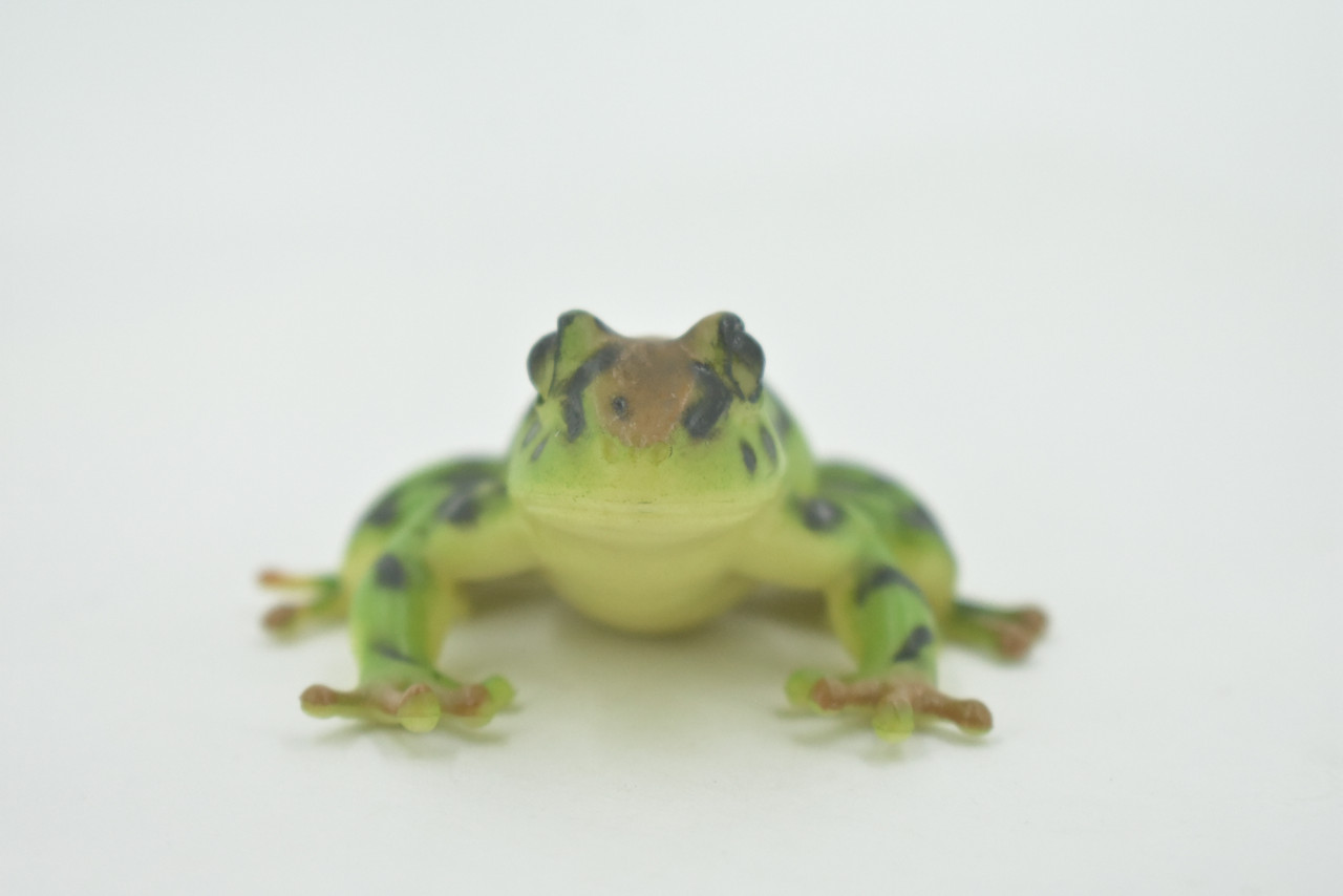 Frog, Amphibians, Green & Brown, High Quality, Hand Painted, Rubber, Realistic, Model, Replica, Toy, Kids, Educational, Gift,      2 1/2"     RI30 B177  