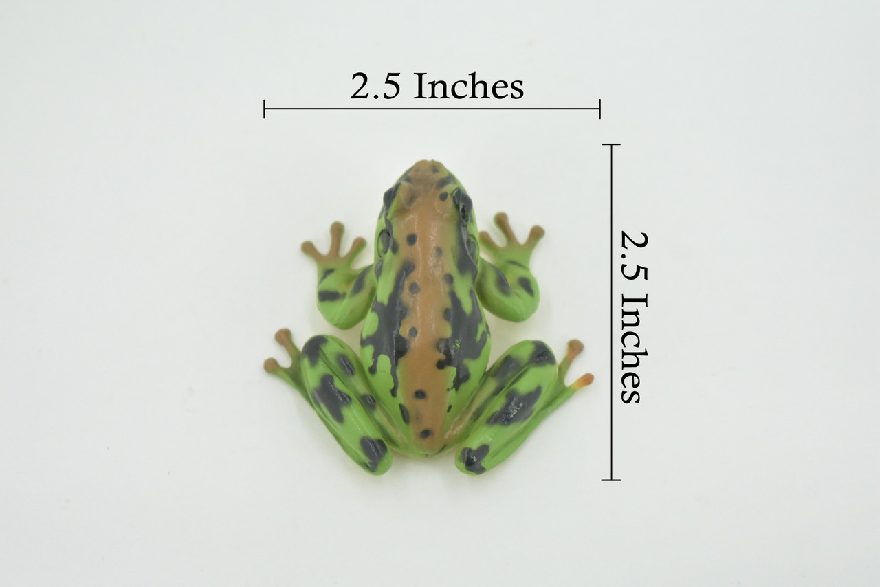 Frog, Amphibians, Green & Brown, High Quality, Hand Painted, Rubber, Realistic, Model, Replica, Toy, Kids, Educational, Gift,      2 1/2"     RI30 B177  