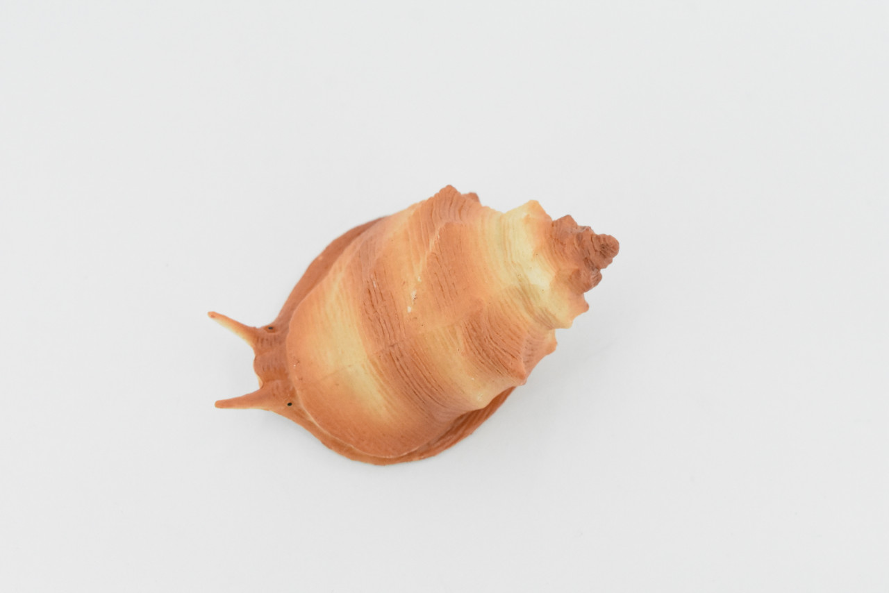 Sea Snail, Conch Shell, Ocean, Beach, Sea Life, Plastic Figure, Model, Realistic Replica, Educational, Figurine, Animal, Life Like, Gift,    2 1/2"     F6023 B378