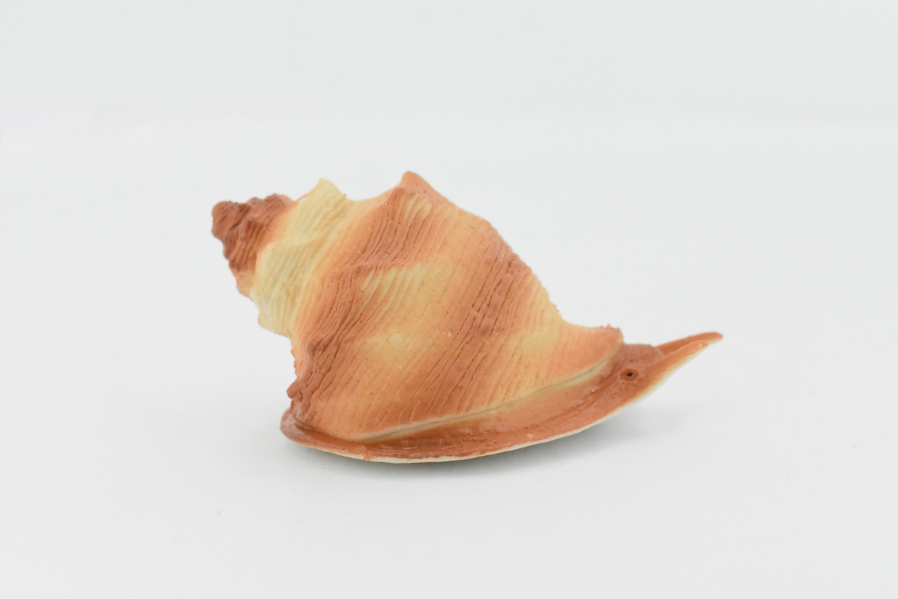 Sea Snail, Conch Shell, Ocean, Beach, Sea Life, Plastic Figure, Model, Realistic Replica, Educational, Figurine, Animal, Life Like, Gift,    2 1/2"     F6023 B378