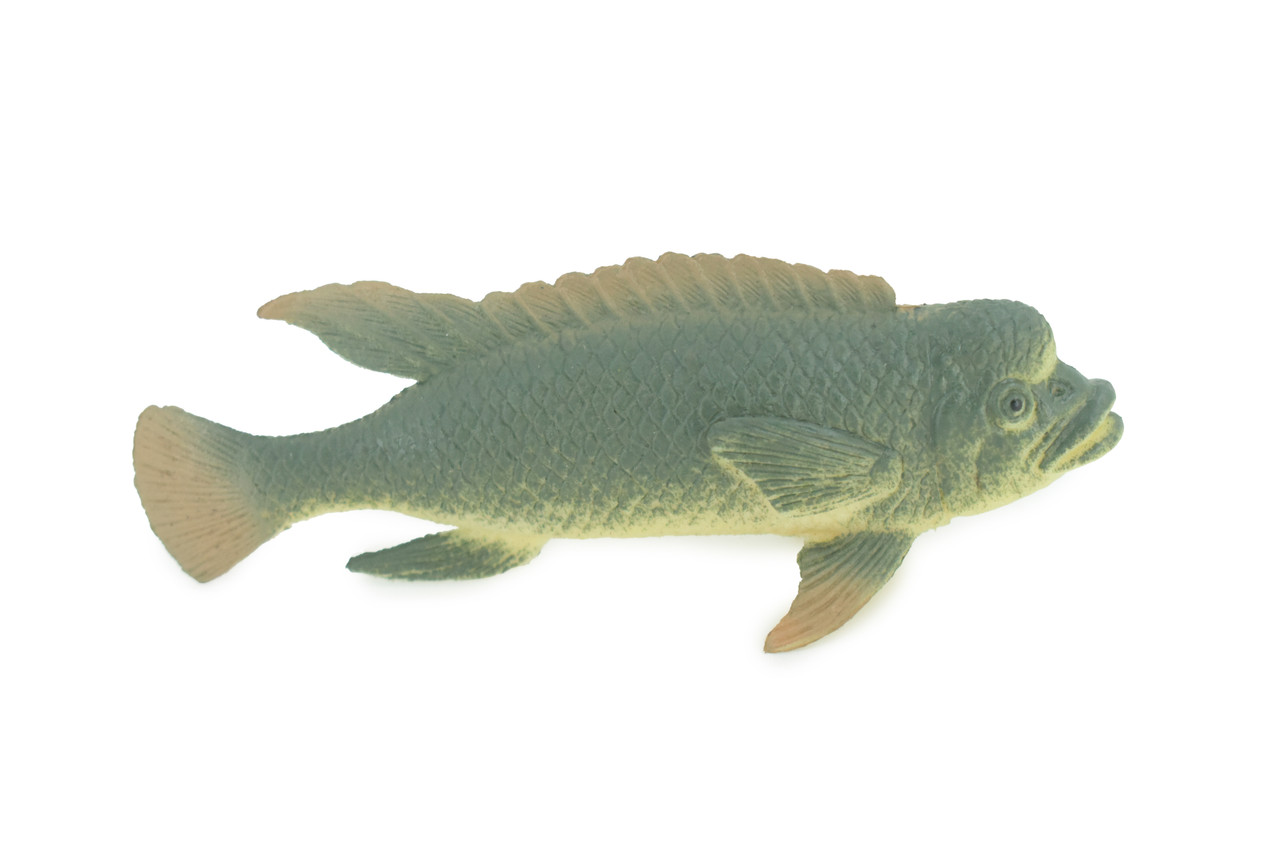 Asian Sheepshead  , Kobudai, Japan, Saltwater, Rubber Fish, Realistic, Figure, Model, Replica, Toy, Kids, Educational, Gift,       4 1/2"       F0415  B378