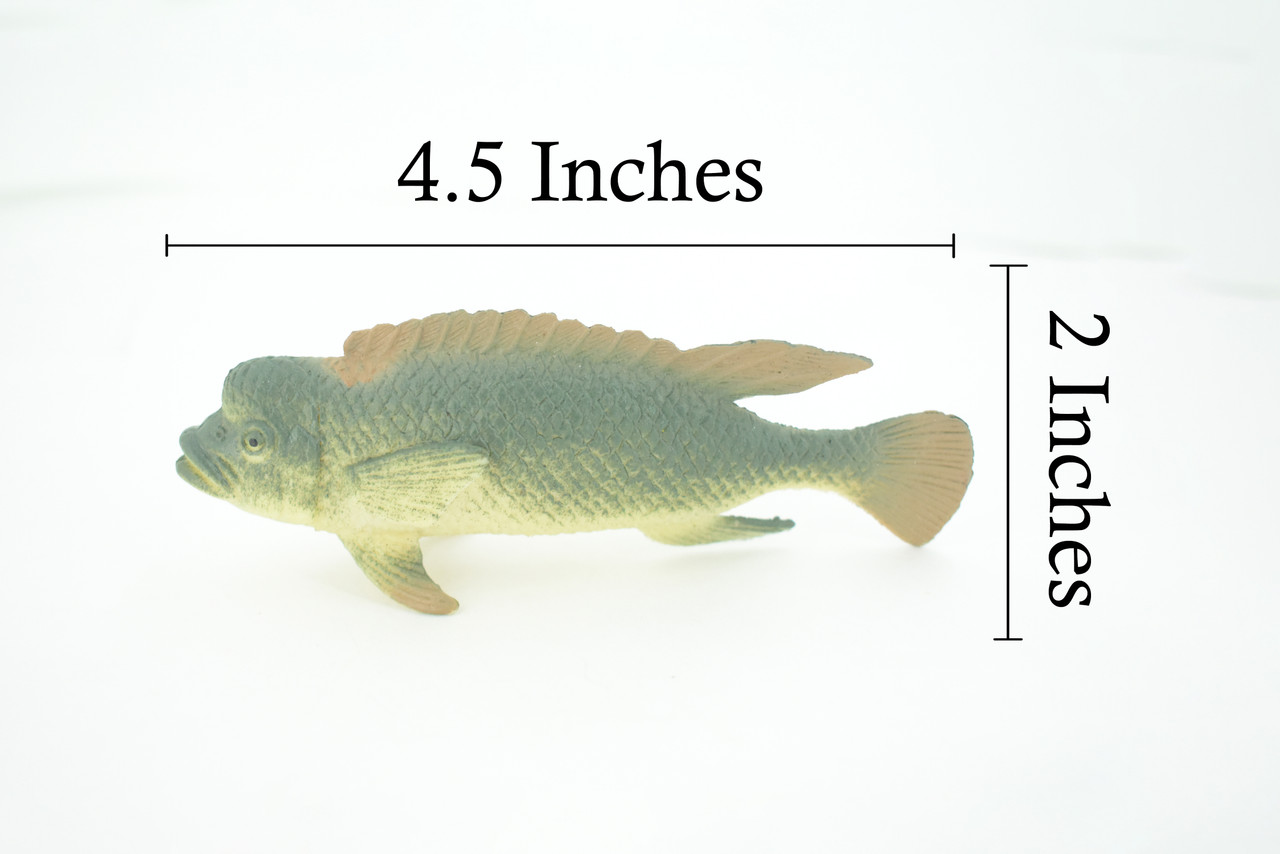 Asian Sheepshead  , Kobudai, Japan, Saltwater, Rubber Fish, Realistic, Figure, Model, Replica, Toy, Kids, Educational, Gift,       4 1/2"       F0415  B378