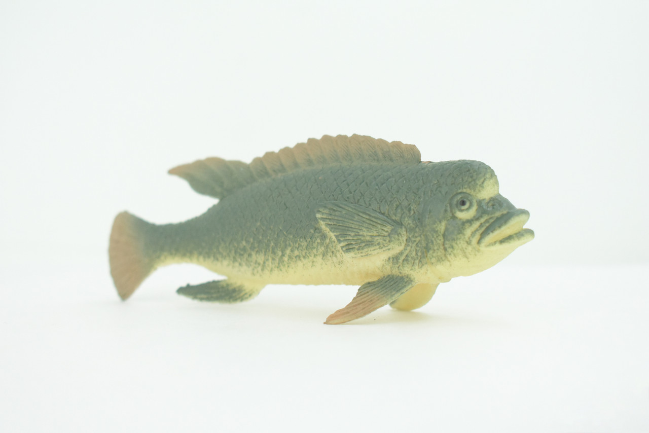 Asian Sheepshead  , Kobudai, Japan, Saltwater, Rubber Fish, Realistic, Figure, Model, Replica, Toy, Kids, Educational, Gift,       4 1/2"       F0415  B378